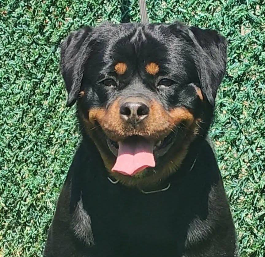 Female Rottweiler at Carla Johaus Rottweilers, Dade City FL - photo 13 of 24