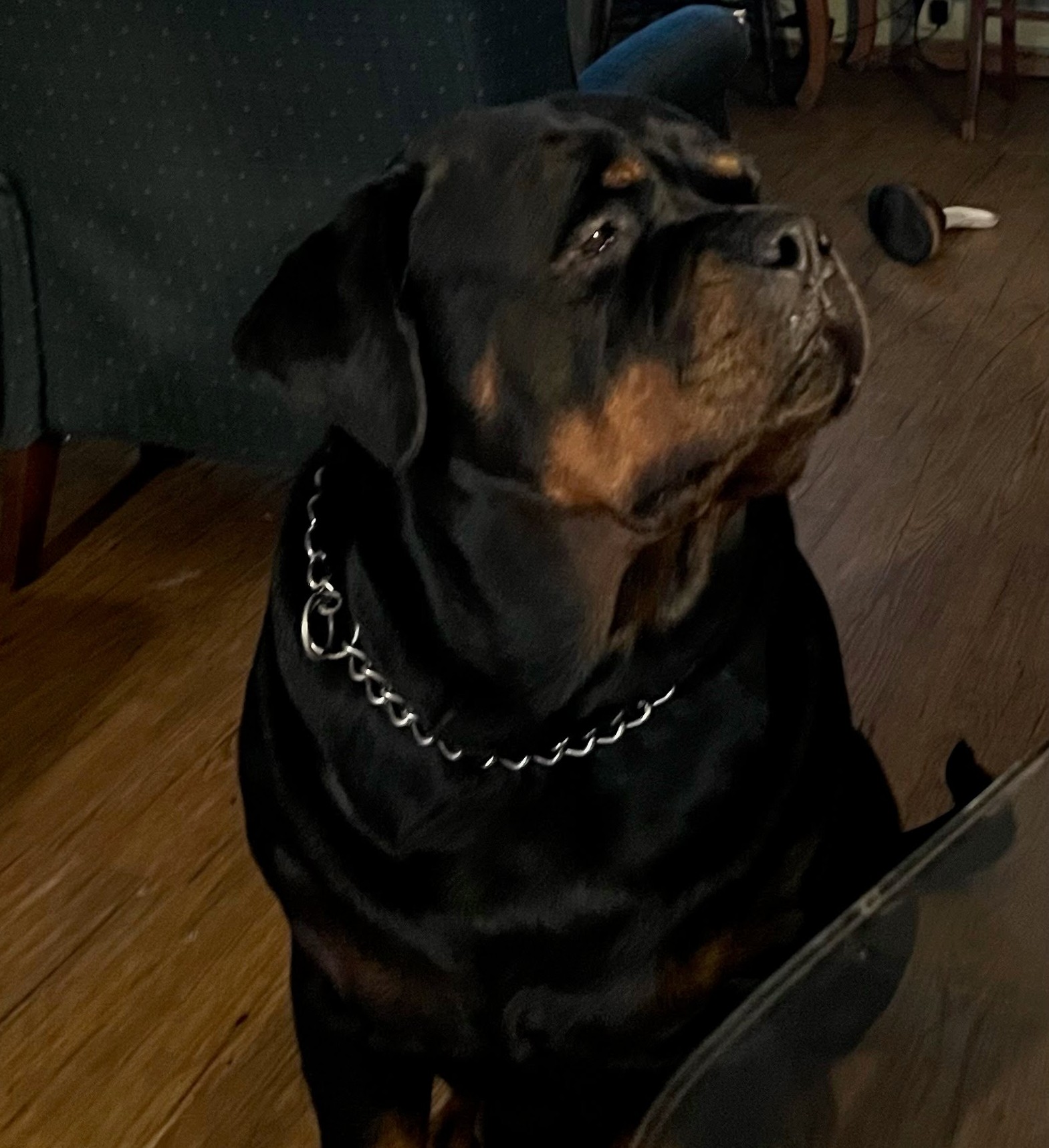 Female Rottweiler at Carla Johaus Rottweilers, Dade City FL - photo 15 of 24