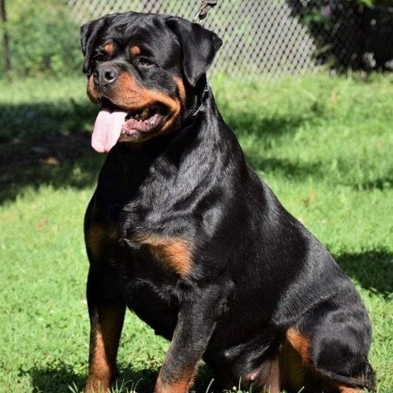 Female Rottweiler at Carla Johaus Rottweilers, Dade City FL - photo 16 of 24