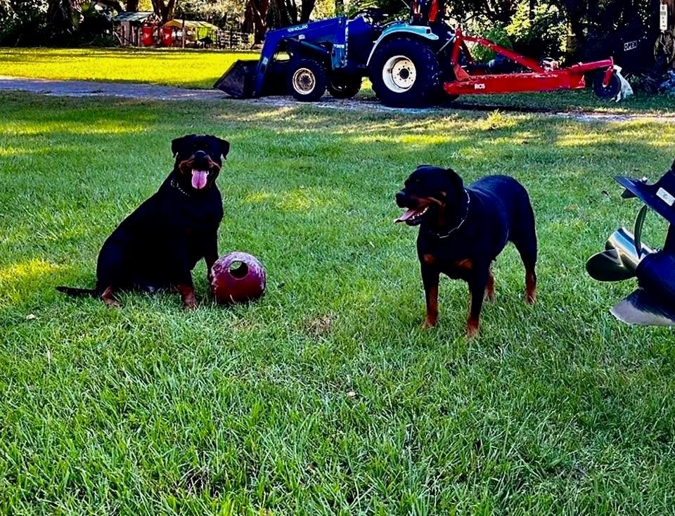 Female Rottweiler at Carla Johaus Rottweilers, Dade City FL - photo 17 of 24