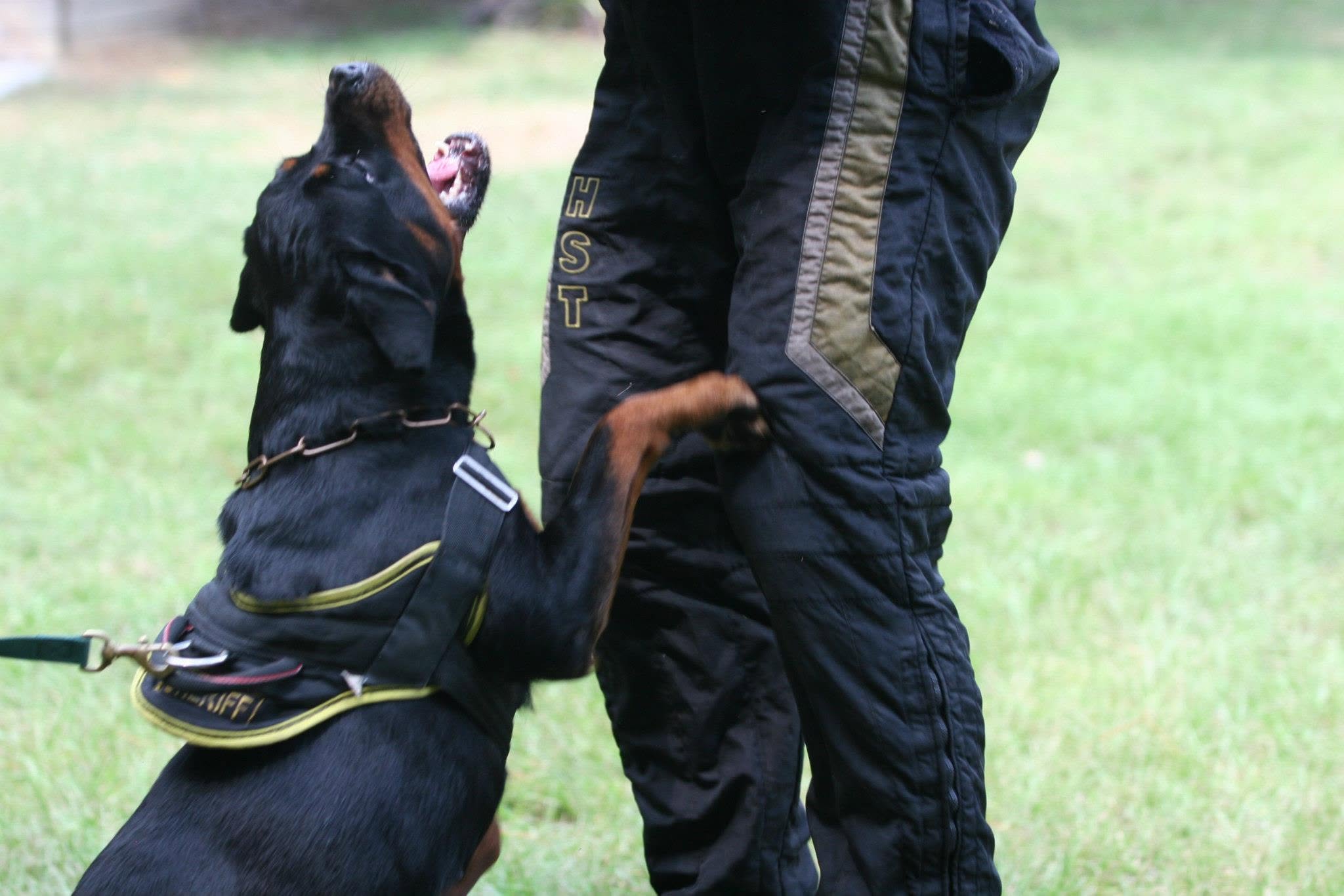 Female Rottweiler at Carla Johaus Rottweilers, Dade City FL - photo 19 of 24
