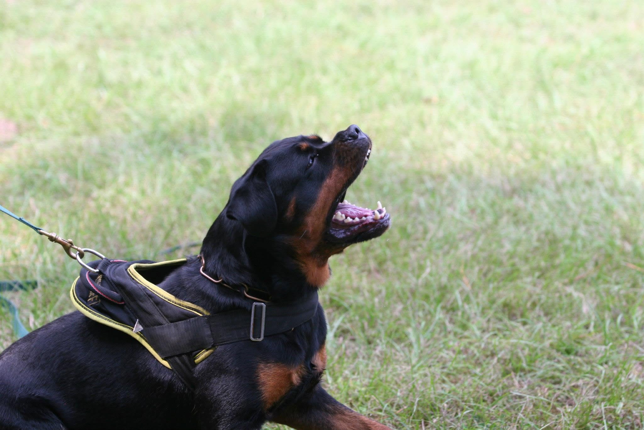 Female Rottweiler at Carla Johaus Rottweilers, Dade City FL - photo 20 of 24
