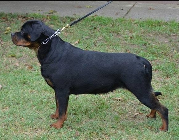 Female Rottweiler at Carla Johaus Rottweilers, Dade City FL - photo 24 of 24