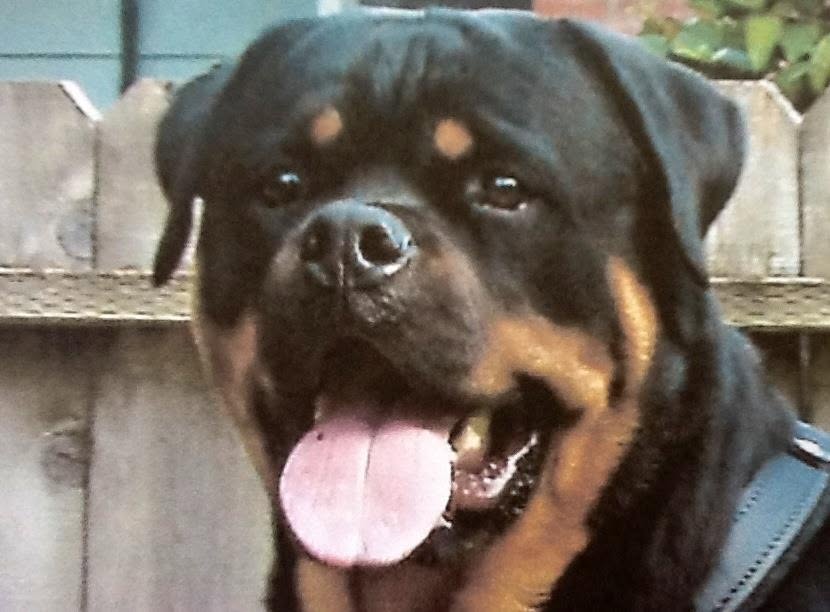 Male Rottweiler at Carla Johaus Rottweilers, Dade City FL - photo 13 of 20