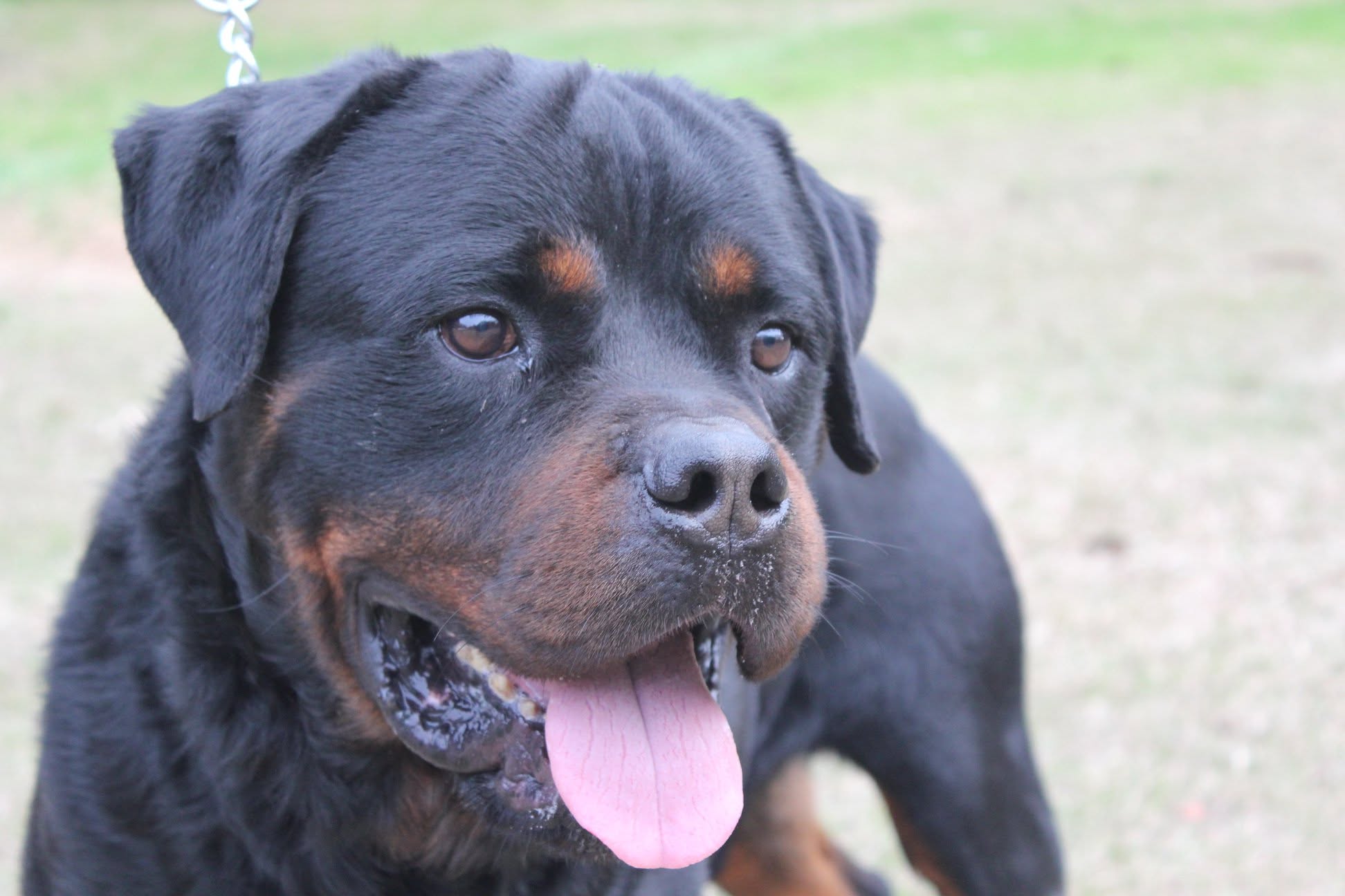 Male Rottweiler at Carla Johaus Rottweilers, Dade City FL - photo 14 of 20