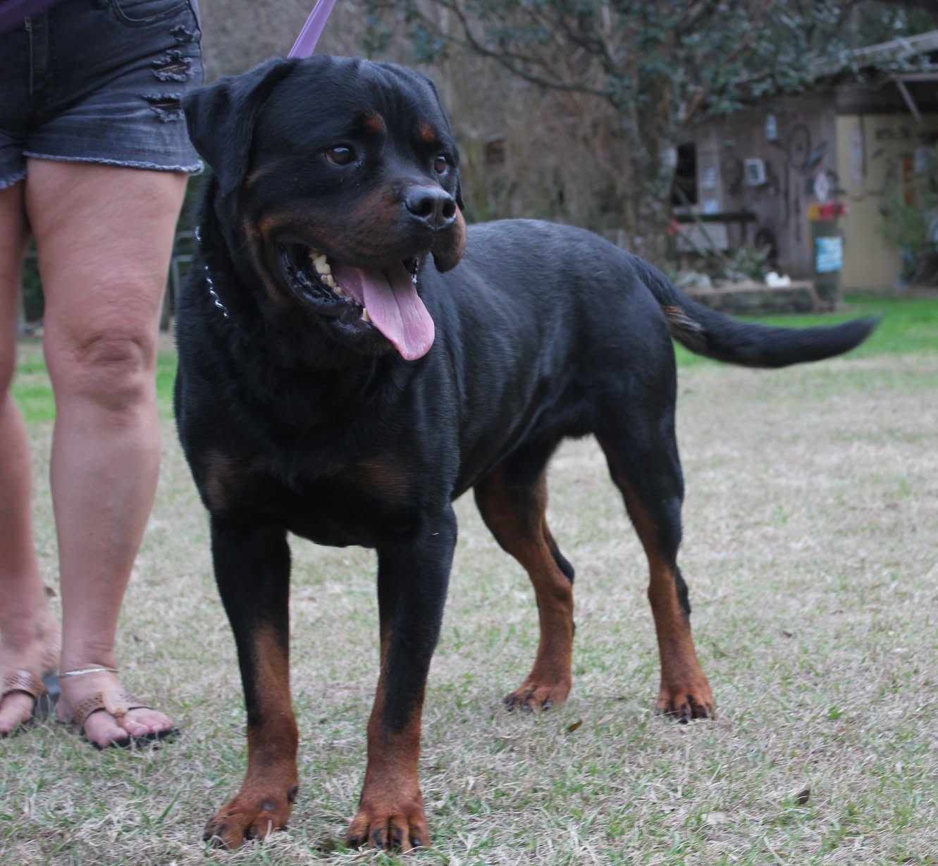 Male Rottweiler at Carla Johaus Rottweilers, Dade City FL - photo 15 of 20
