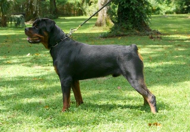 Male Rottweiler at Carla Johaus Rottweilers, Dade City FL - photo 17 of 20