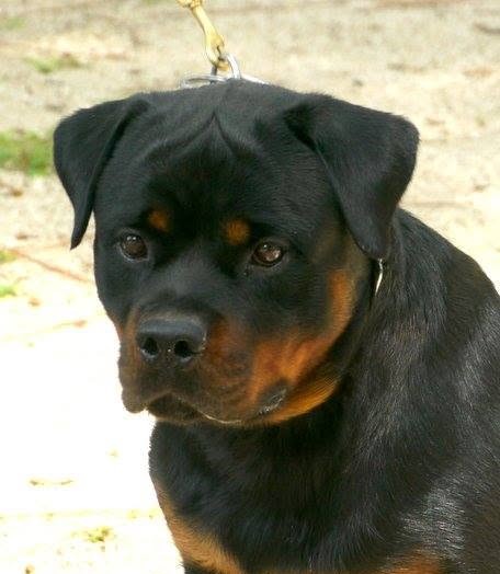 Male Rottweiler at Carla Johaus Rottweilers, Dade City FL - photo 19 of 20