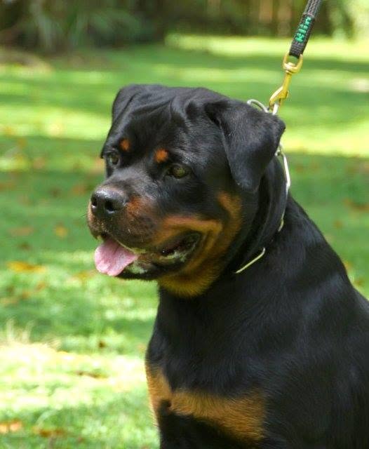 Male Rottweiler at Carla Johaus Rottweilers, Dade City FL - photo 20 of 20