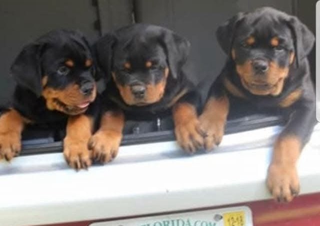 Puppy Love Preview