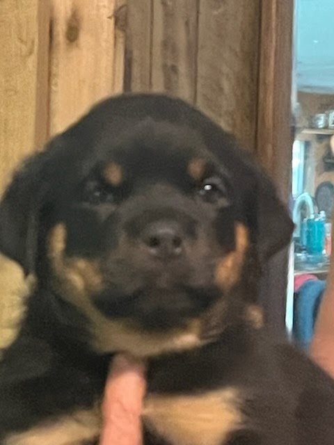Rottweiler Puppy