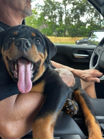 Rottweiler Puppy