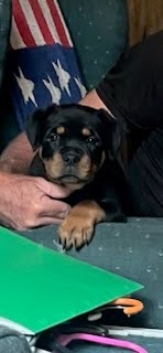Rottweiler Puppy