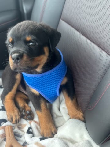 Rottweiler Puppy