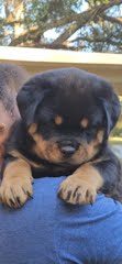 Rottweiler Puppy