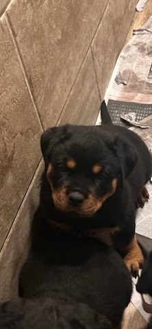 Rottweiler Puppy