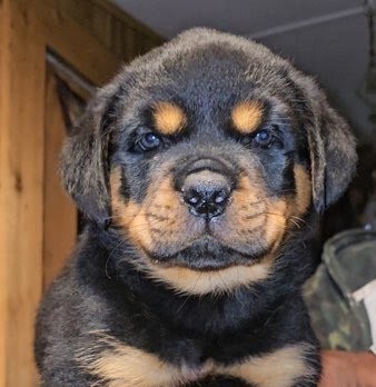 Rottweiler Puppy