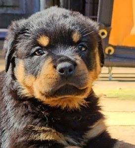 Rottweiler Puppy