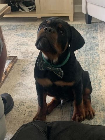 Rottweiler Puppy