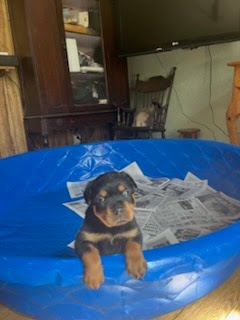 Rottweiler Puppy