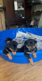 Rottweiler Puppy