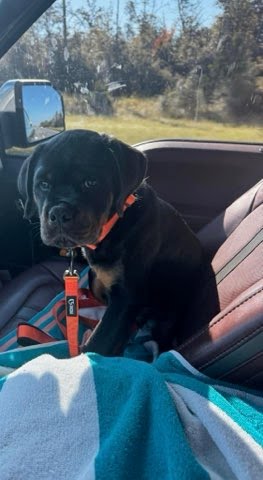 Rottweiler Puppy