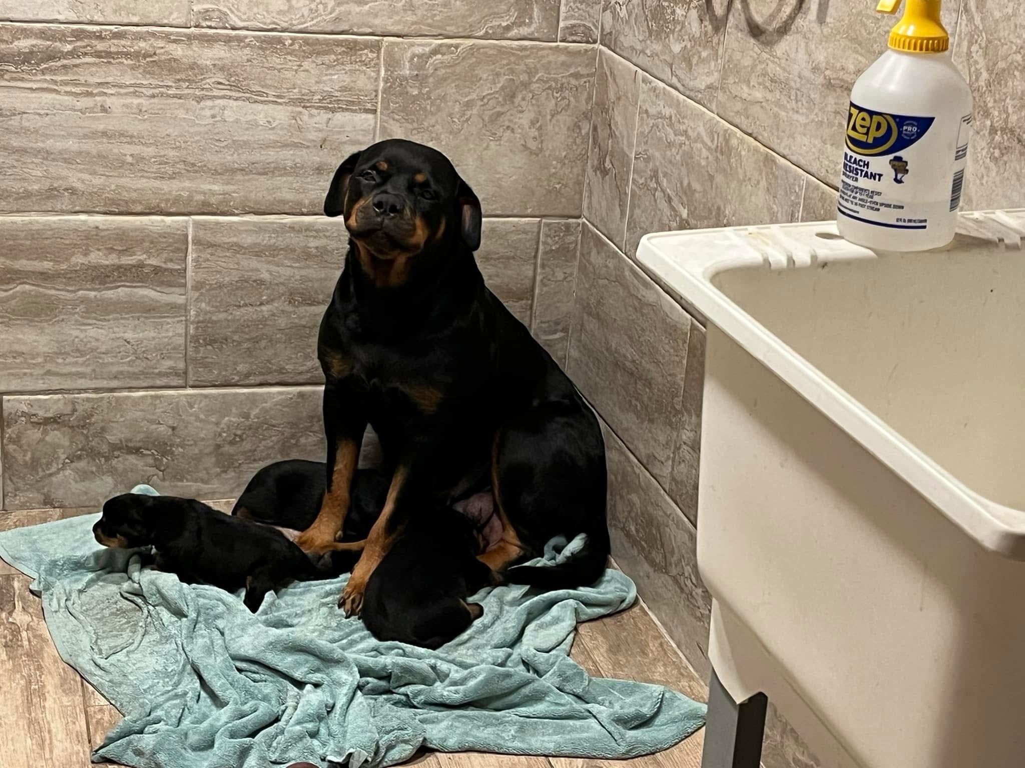 Rottweiler Puppy