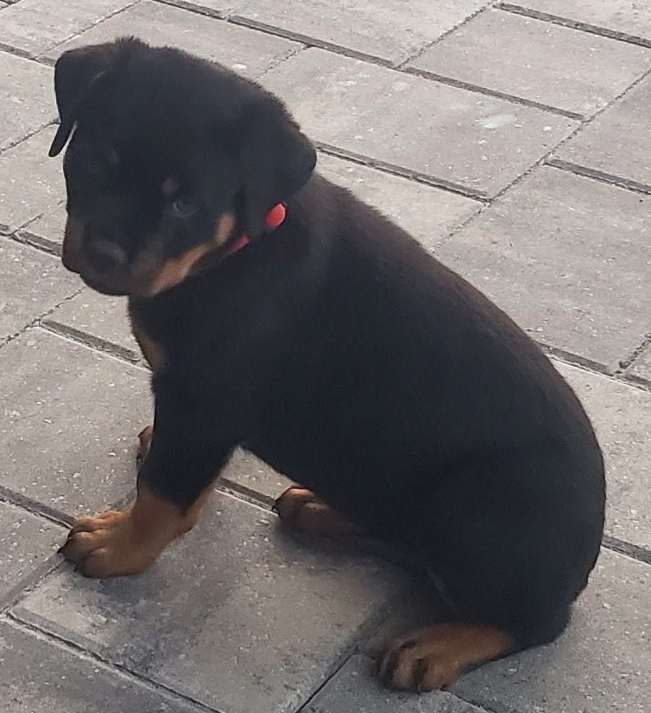 Rottweiler Puppy