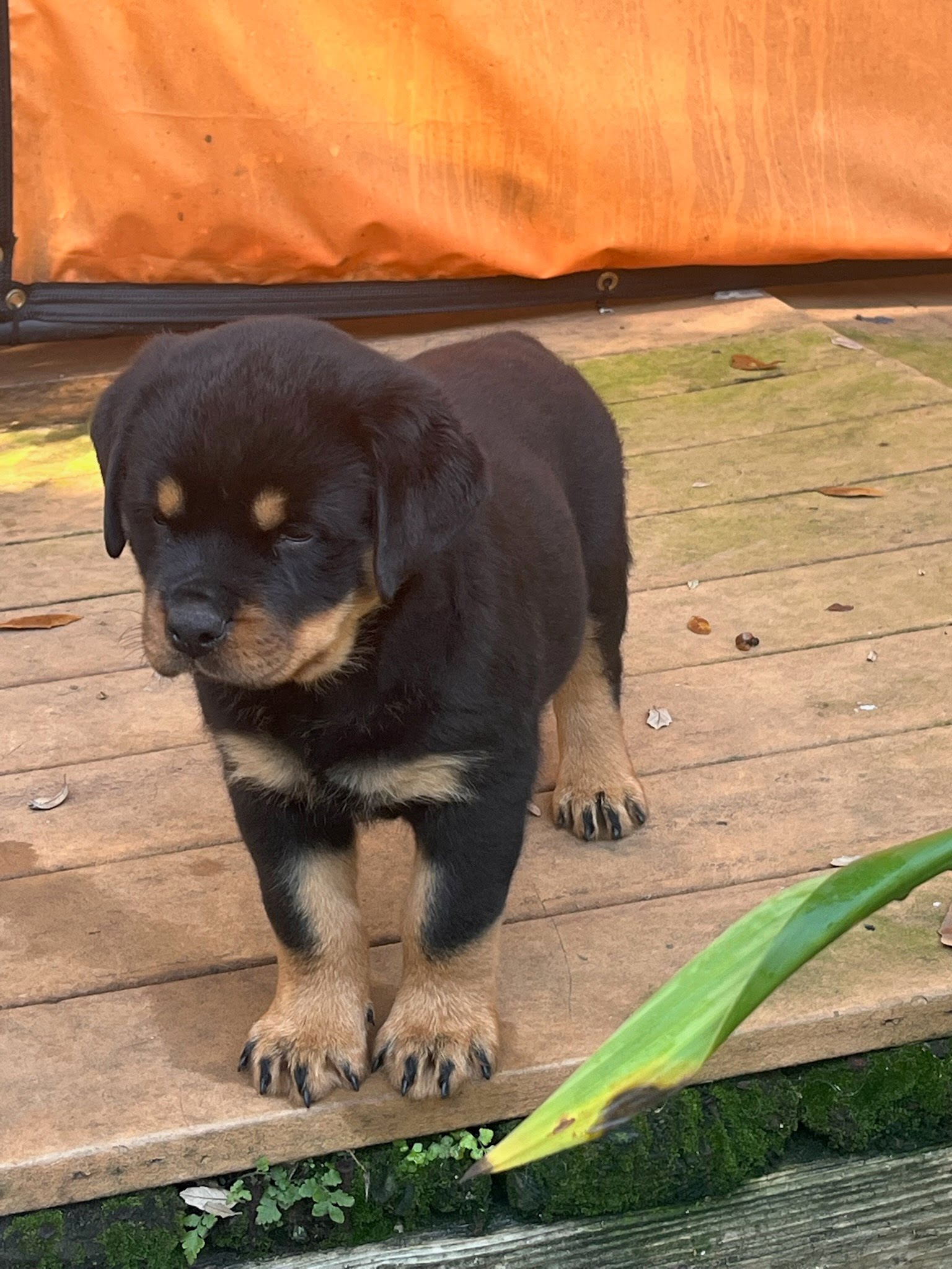 Rottweiler Puppy