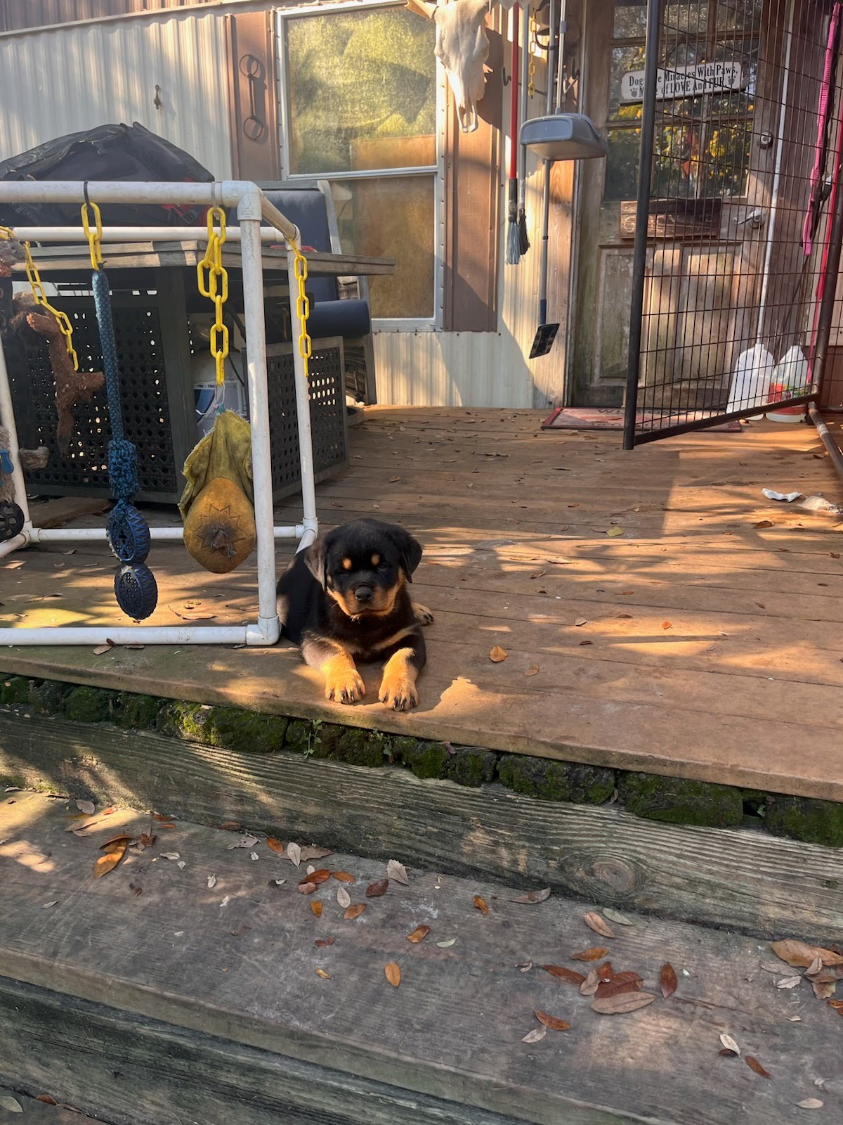 Rottweiler Puppy