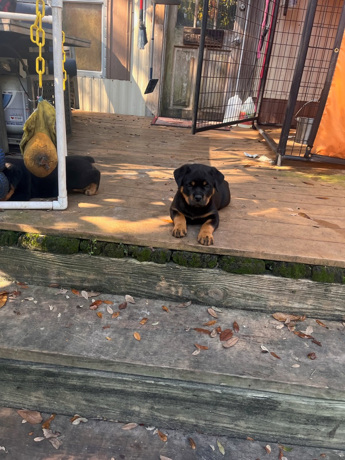 Rottweiler Puppy