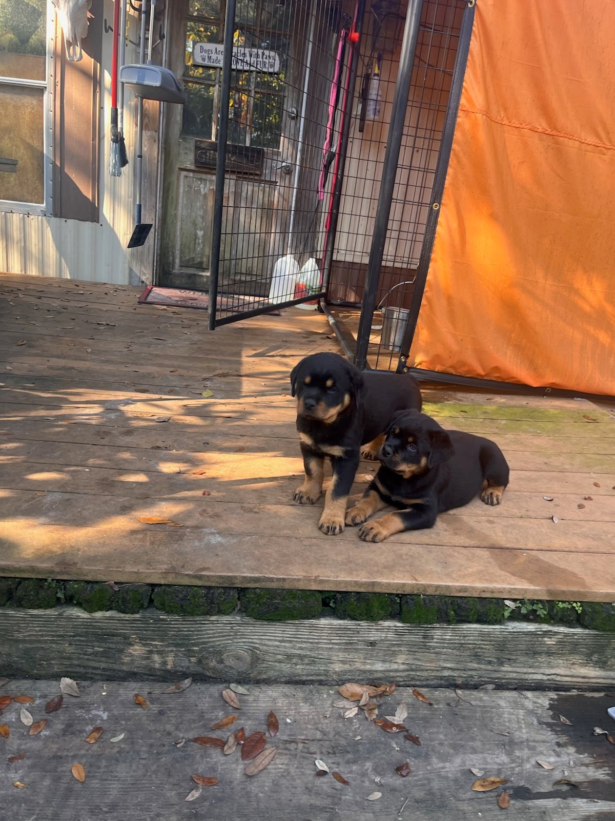 Rottweiler Puppy