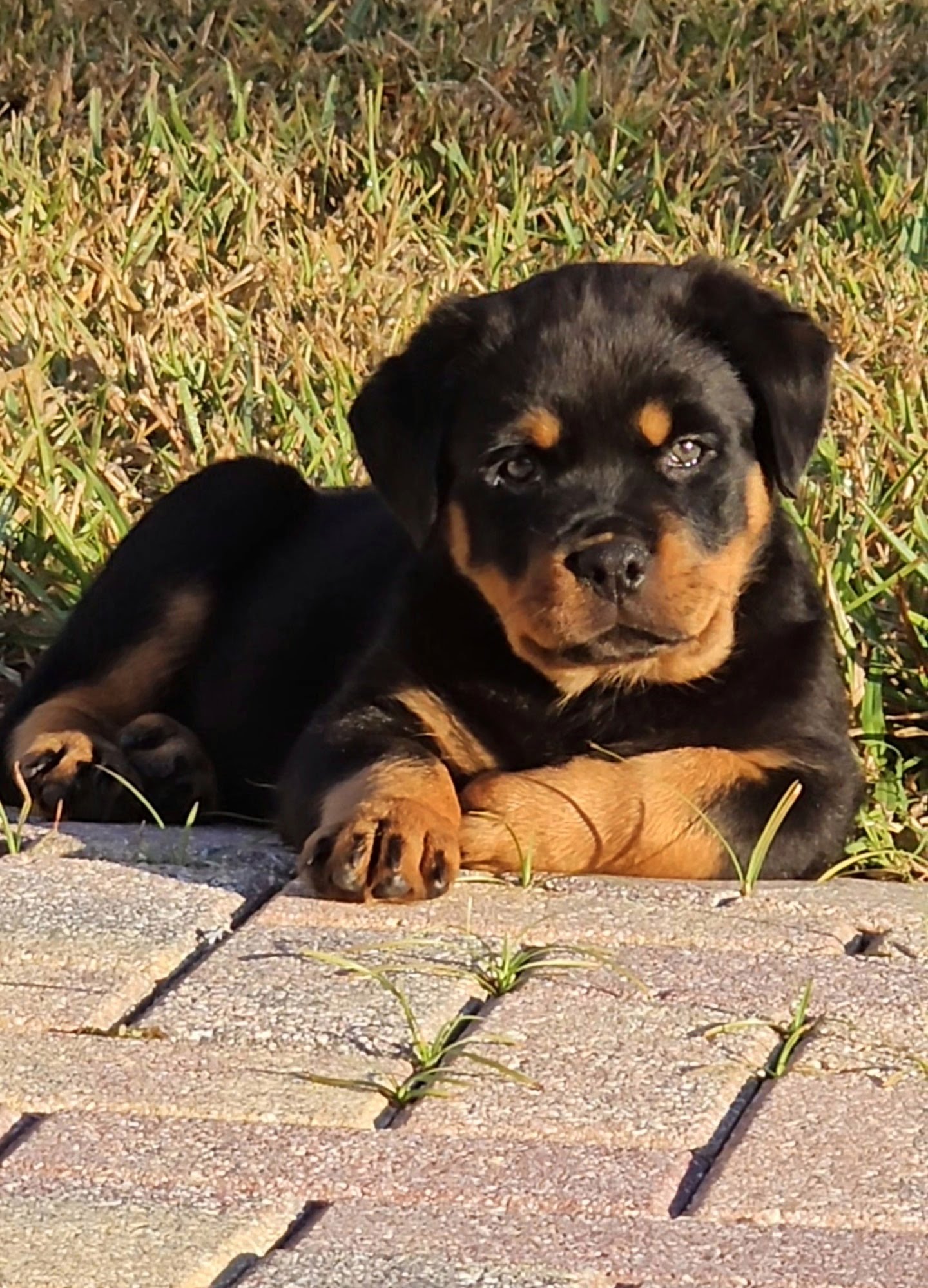 Rottweiler Puppy