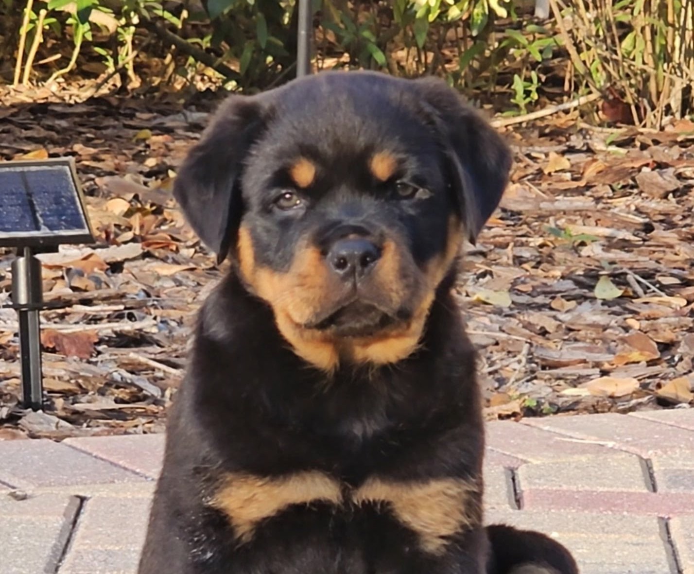 Rottweiler Puppy