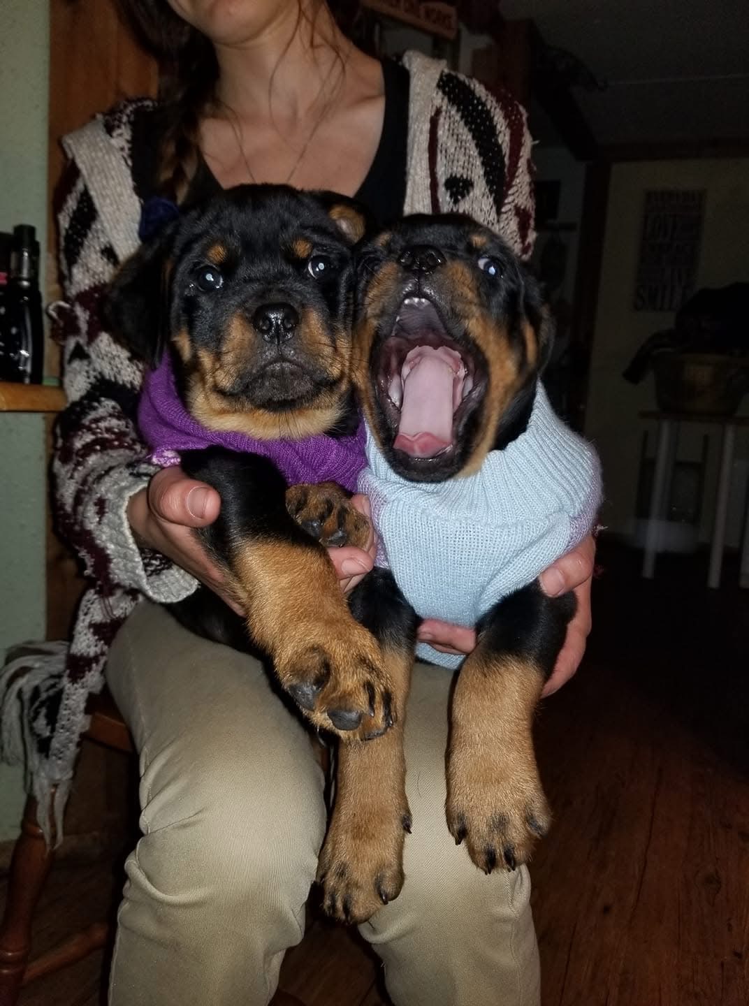 Rottweiler Puppy
