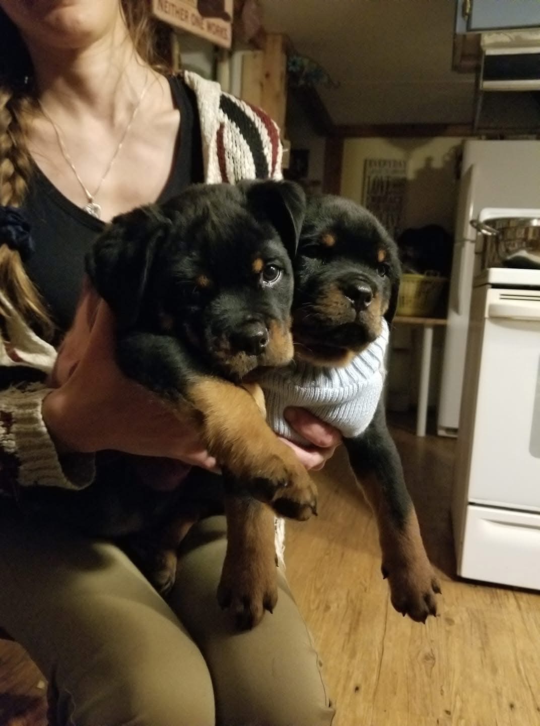 Rottweiler Puppy