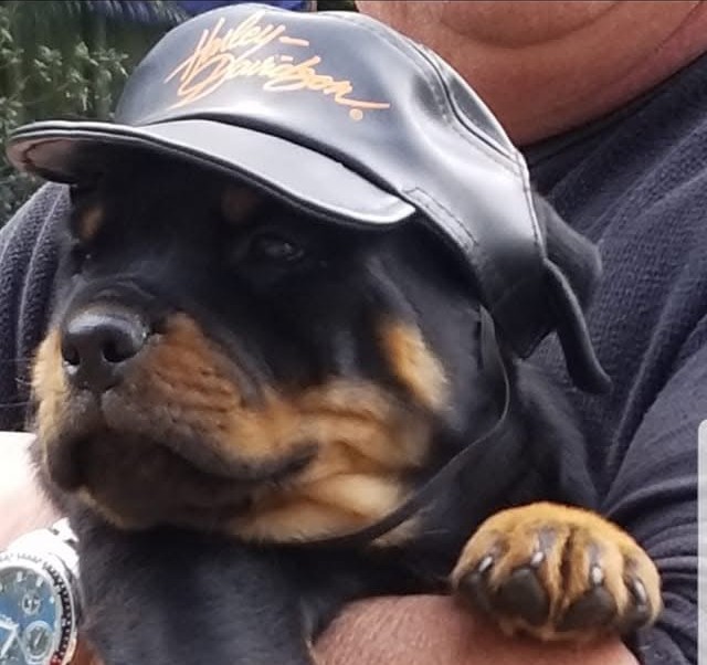 Rottweiler Puppy
