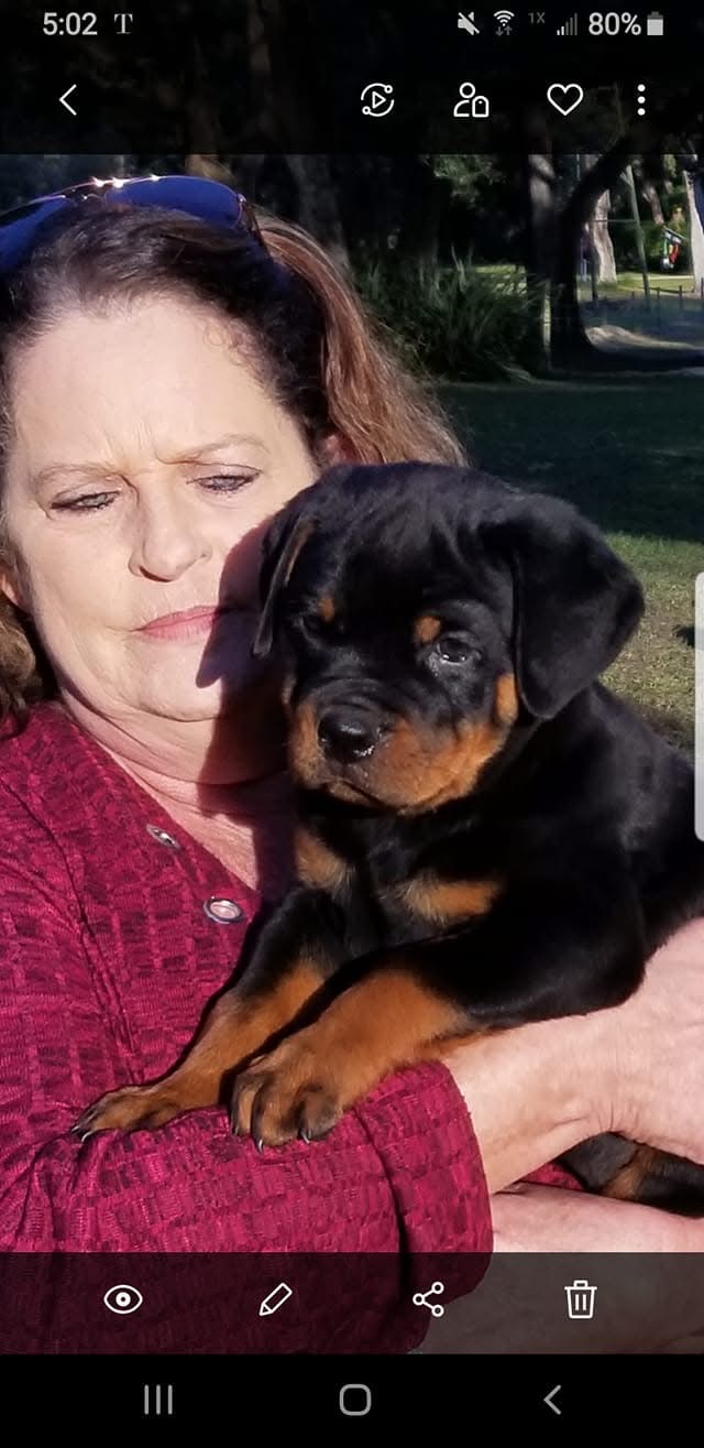 Rottweiler Puppy
