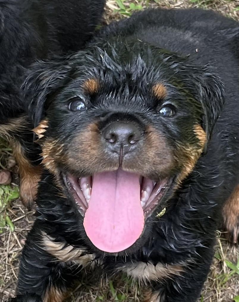 Rottweiler Puppy