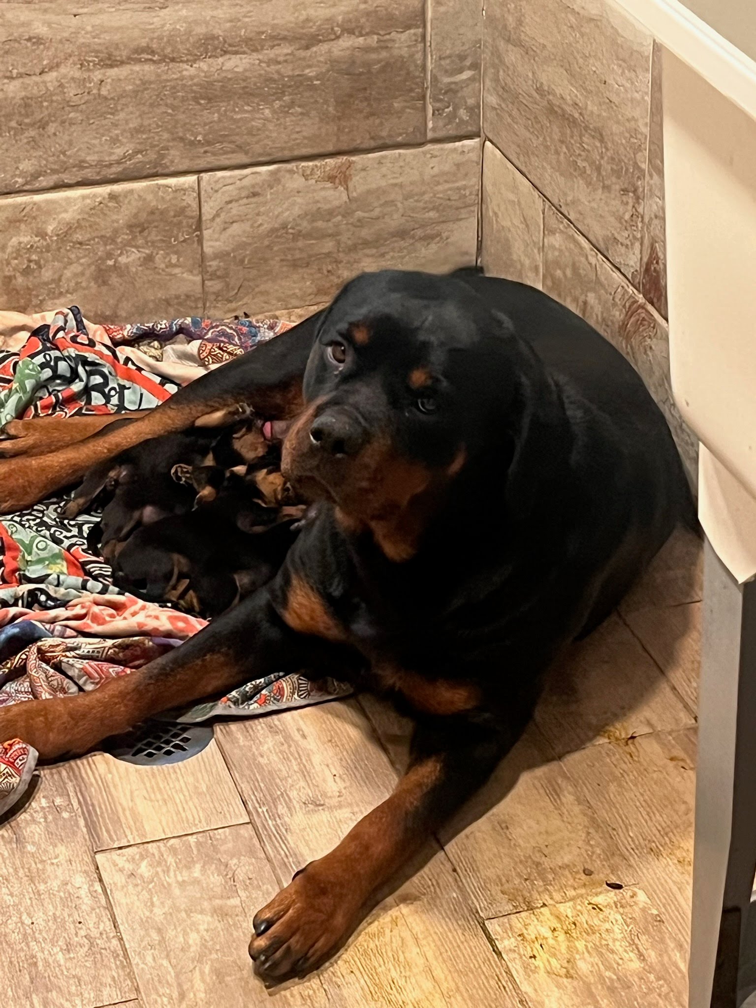 Rottweiler puppy from Carla Johaus Rottweilers, Dade City FL - photo 34 of 68