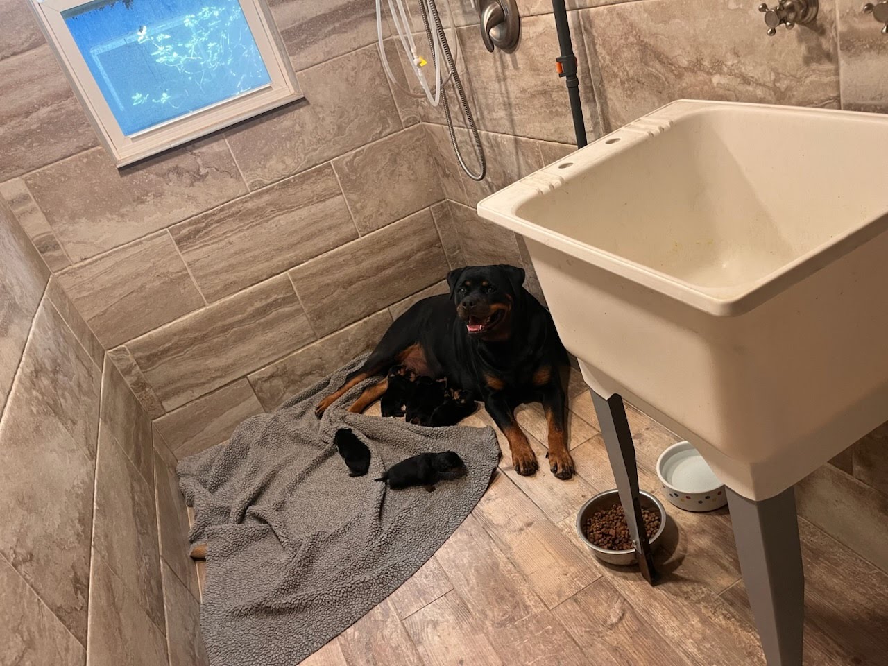 Rottweiler puppy from Carla Johaus Rottweilers, Dade City FL - photo 35 of 68