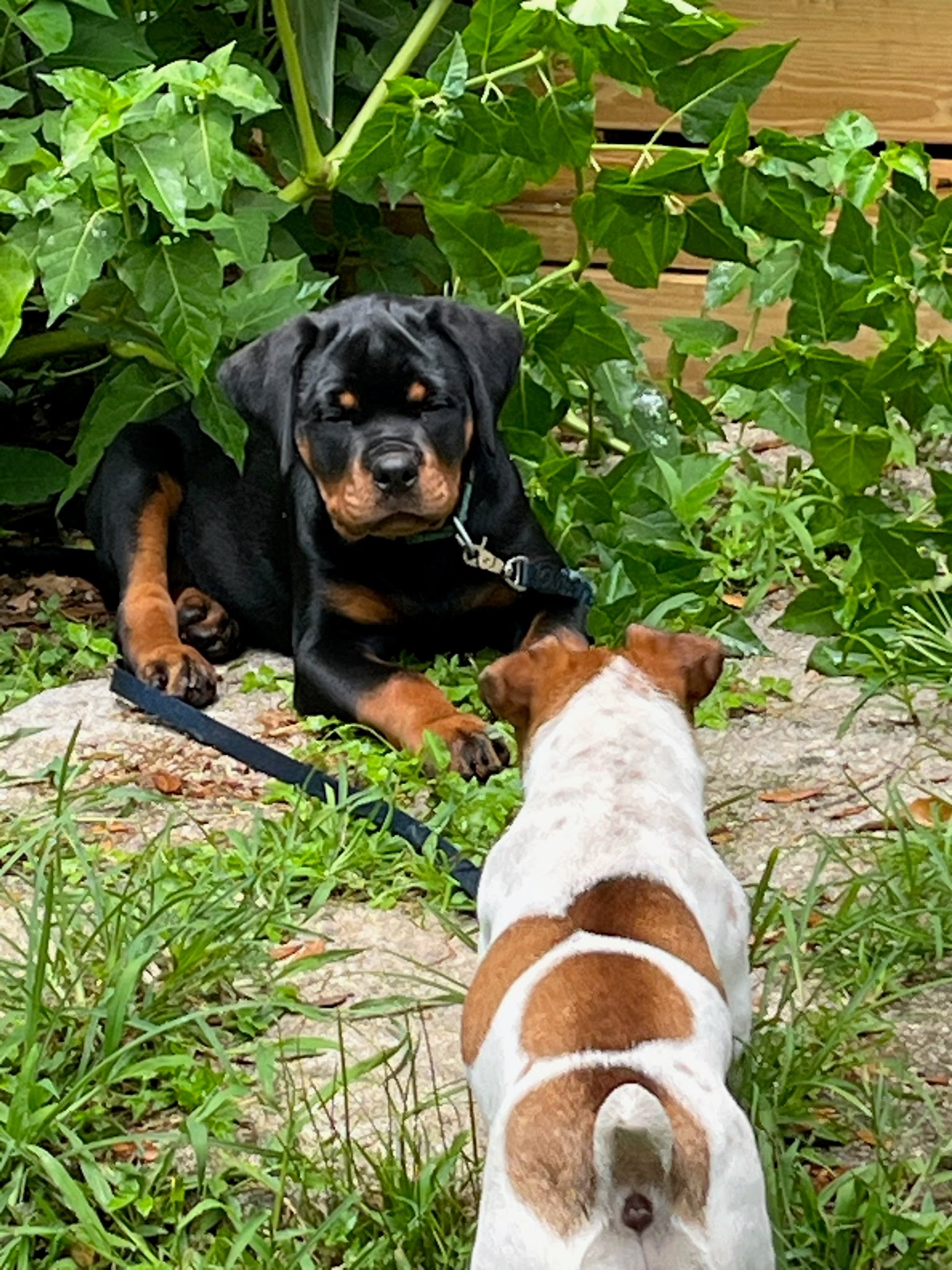 Rottweiler puppy from Carla Johaus Rottweilers, Dade City FL - photo 36 of 68