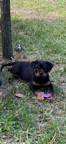 Rottweiler puppy from Carla Johaus Rottweilers, Dade City FL - photo 37 of 68