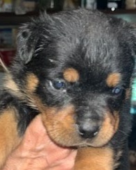Rottweiler Puppy