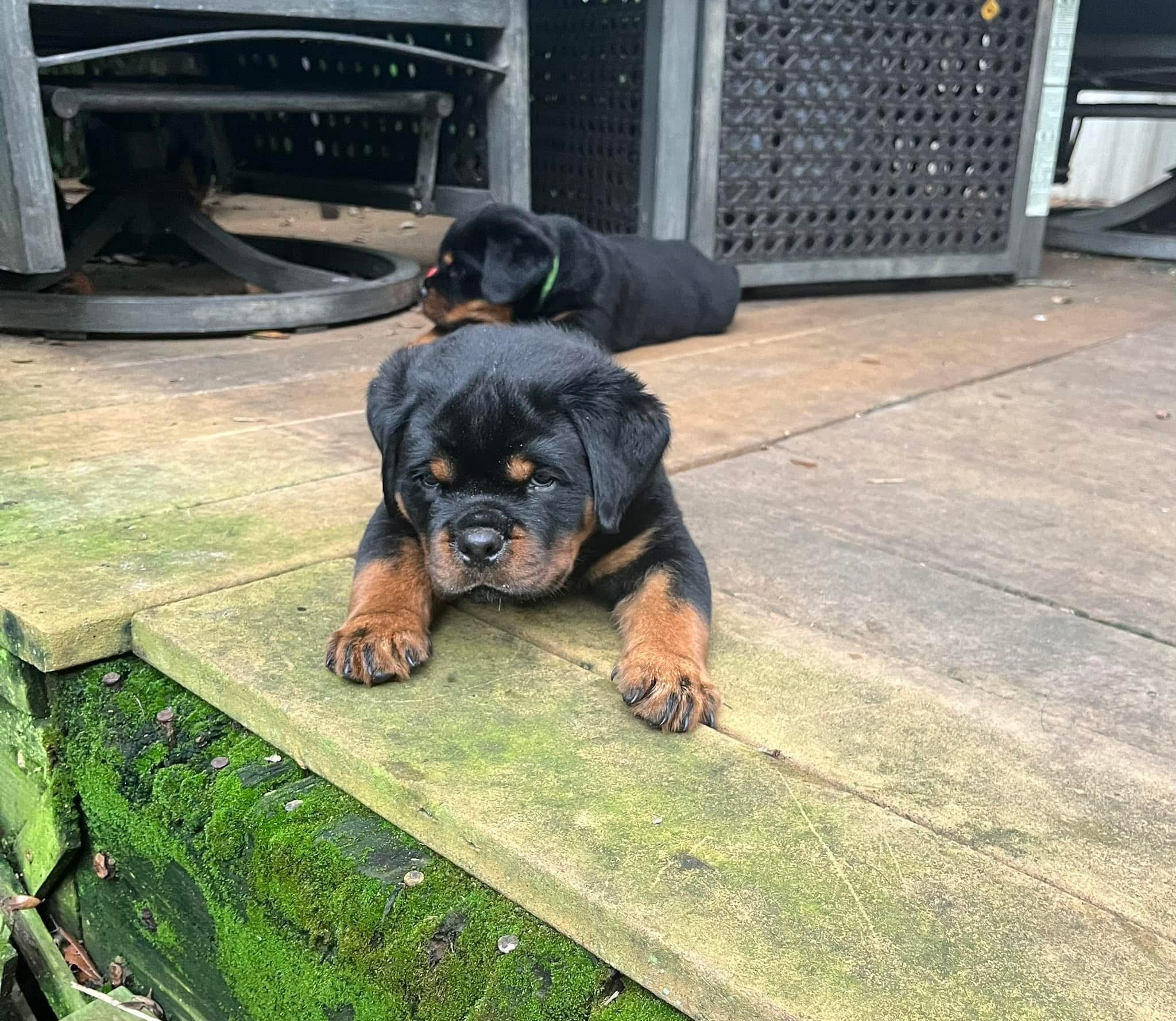 Rottweiler puppy from Carla Johaus Rottweilers, Dade City FL - photo 41 of 68