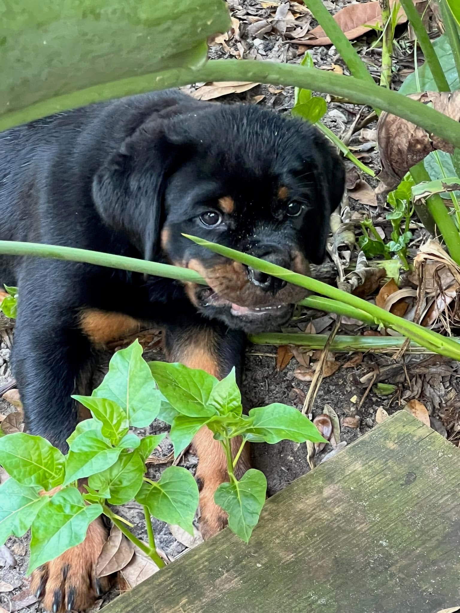 Rottweiler puppy from Carla Johaus Rottweilers, Dade City FL - photo 42 of 68