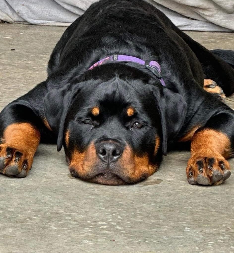 Rottweiler puppy from Carla Johaus Rottweilers, Dade City FL - photo 46 of 68