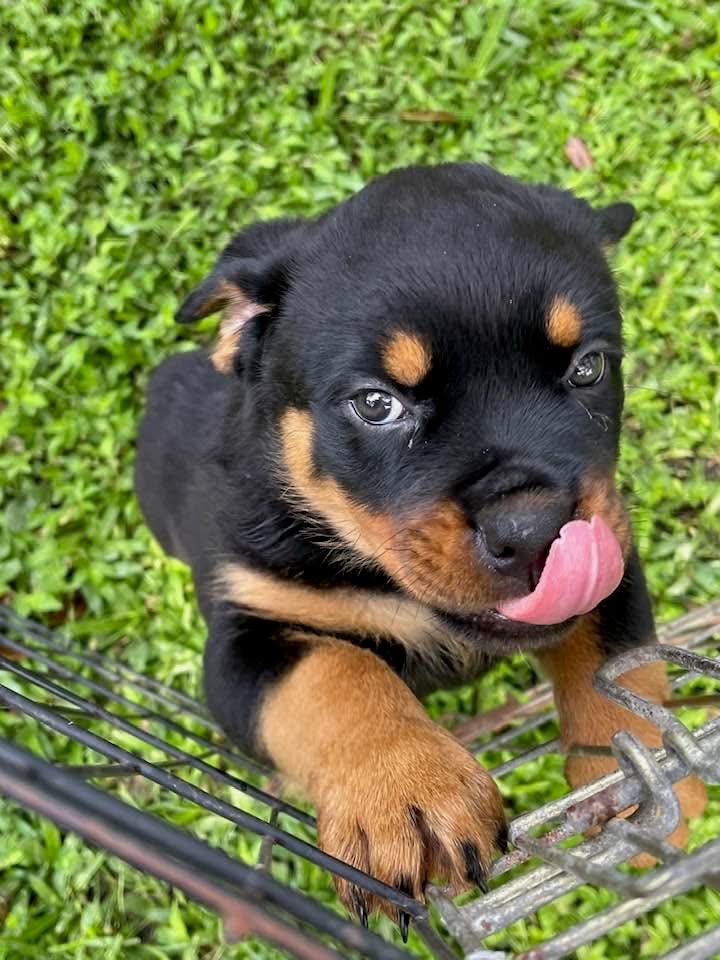 Rottweiler puppy from Carla Johaus Rottweilers, Dade City FL - photo 47 of 68