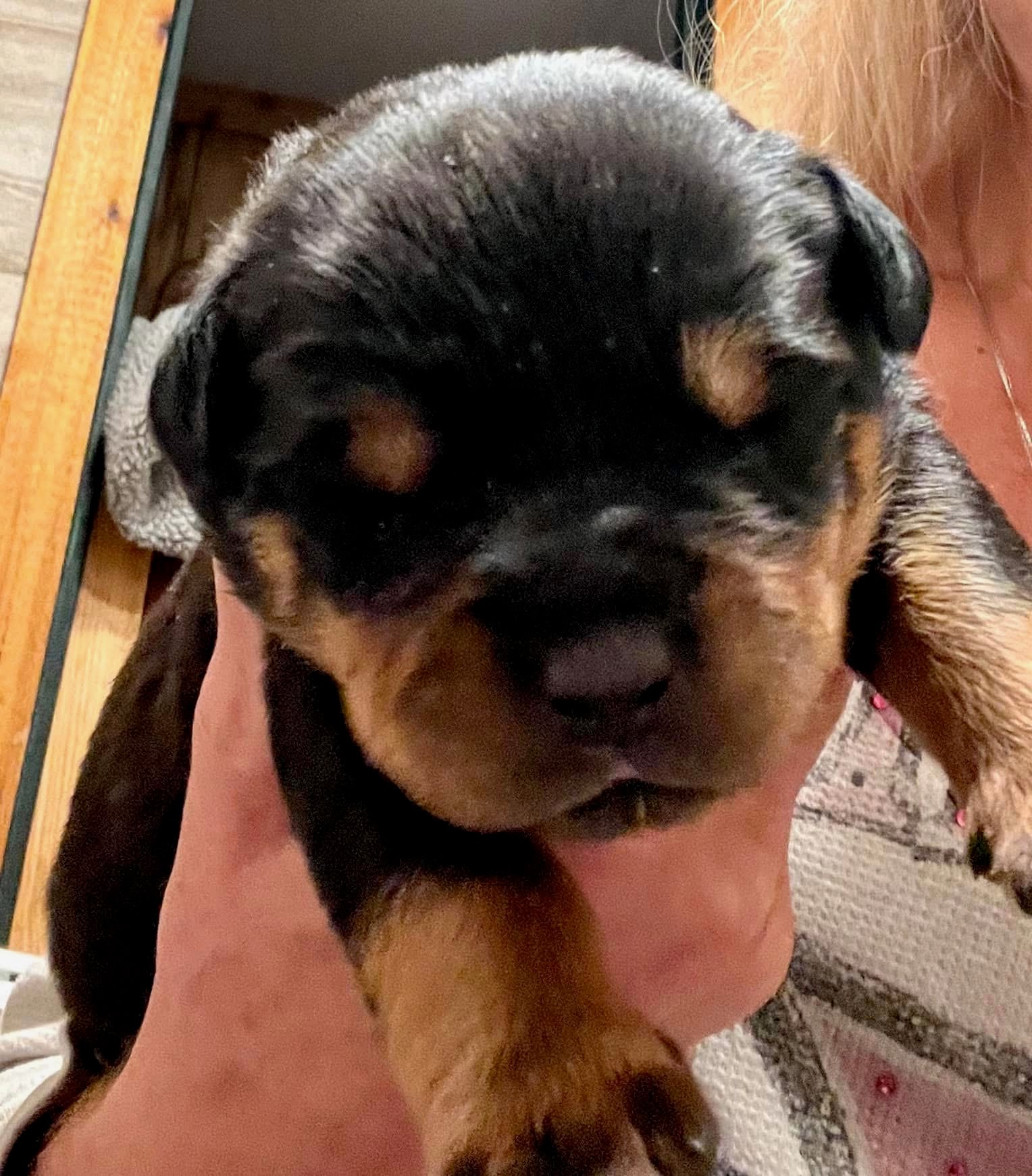 Rottweiler puppy from Carla Johaus Rottweilers, Dade City FL - photo 49 of 68