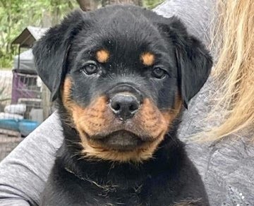Rottweiler Puppy